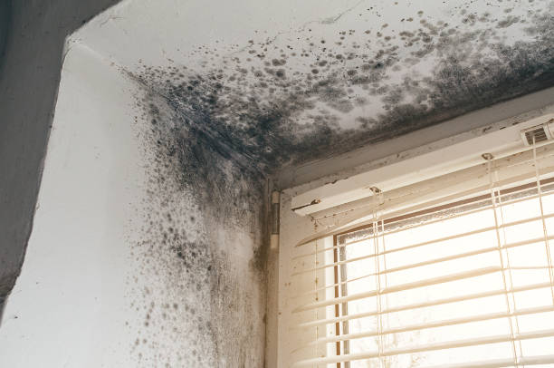 Affordable Attic Mold Remediation solutions in Ledgewood, NJ